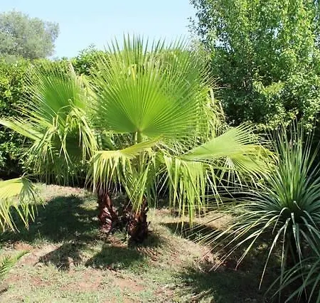 Palagogna